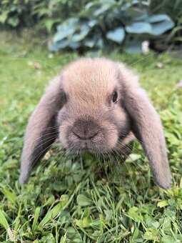 Mini Lop – zdrobnené baranovité králiky (Madagaskar) 🐰 - 2