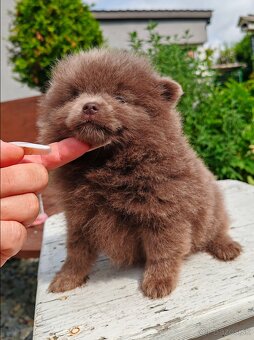 Pomeranian s PP fenočka - 2