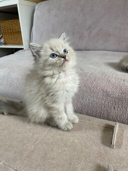Ragdoll bez pp - 2