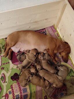 Šteniatka krátkosrtý jazvečík - 2