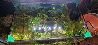 Akvárium 52 l zariadené - 2