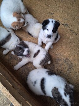 Stredoázijsky ovčiak - 2