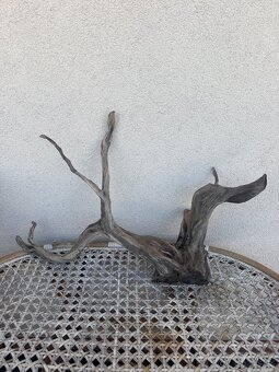 Akvarijne korene - 2