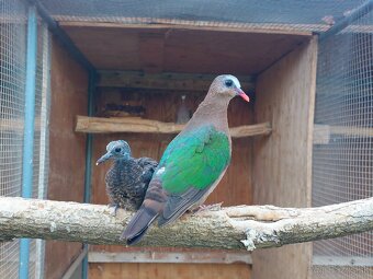 Holub zelenokrídly - 2