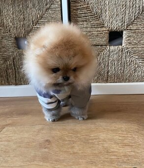 Pomeranian mini - 2
