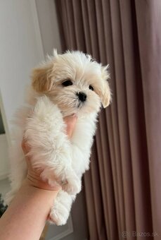 Maltipoo mini - 2