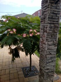 Perzský hodvábný strom- Albizia julibrissin - 2