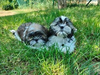 shi tzu, si-tzu, shitzu, si-cu - 2