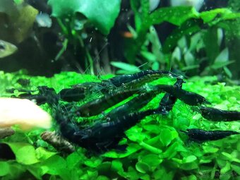Neocaridina Dark Green Jade - 2