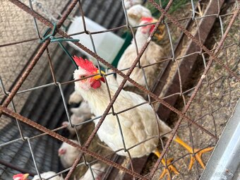 Kohúty Leghorn - 2