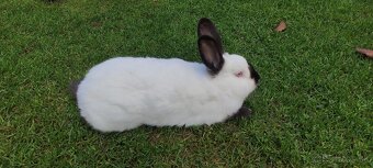 Kalifornský Králik - 2