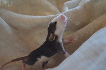 Potkaníky s rodokmeňom - rezervácie - 2