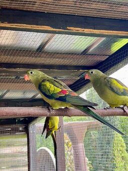 Papagáj horský - 2