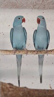 Alexander Malý s DNA - 2