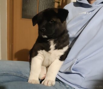 Štěňátka americká akita - 2