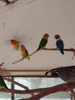 Predám agapornisi - 2