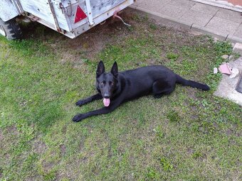 Predám fenu nemeckého ovčiaka - 2
