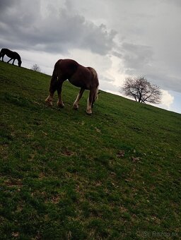 Predám tažnu kobylu - 2