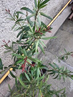 Oleander - 2