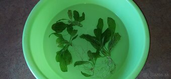 Echinodorus 'Ozelot' Green - 2