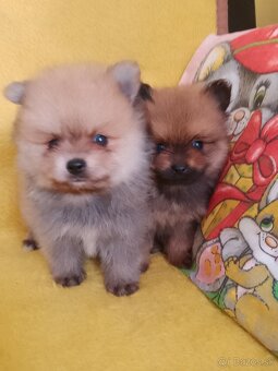 pomeranian - 2