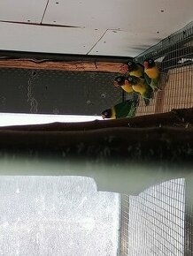 agapornis škraboškový TRICOLOR - 2