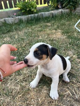 Jack Russell Terier Tricolor - 2