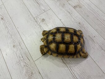 Geochelona sulcata - 2