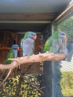 Alexander čínsky - 2