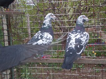 Poštové holuby Vangramberen - 2