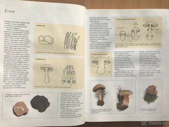 Peter Jordan: Veľká kniha o hubách - 2