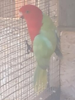 Papagáj Královský žltý predaj - 2