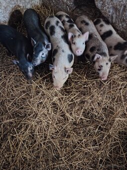 Vietnamské prasiatka  prasatá - 2