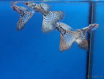 Gupky- Galaxy grass - 2