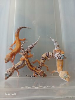 Gekončik nočny - 2