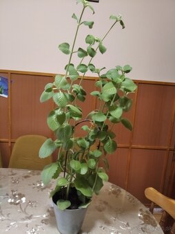 Rýmovník/ nádchovník - 2