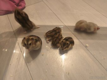 škrečok džungarský - 2