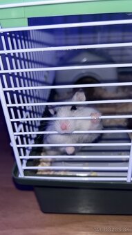 Skrecok mino/milanko - 2