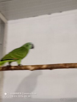 Amazonan modroceli - 2