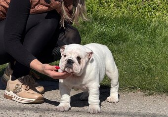 Anglicky Bulldog,English Bulldog,buldog, buldok - 2