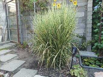 Miscanthus 'Gold Bar' - ozdobnica - 2
