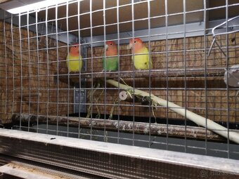 Agapornis ružovohrdlý - 2