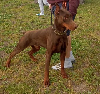 Doberman - 2