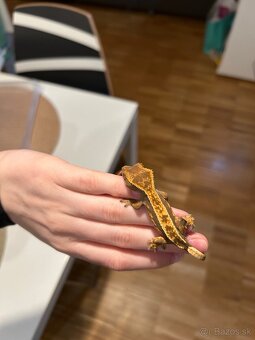 Samičky pagekona riasnateho - 2