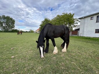 SHIRE HORSE žrebec - 2