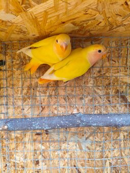 Agapornis ružovohrdlý - 2