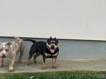 American bully standard - 2
