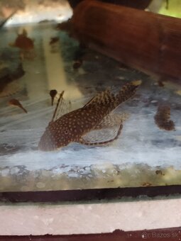 Ancistrus long fin, prisavník závojnatý. - 2