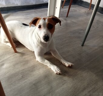 Jack Russell - 2