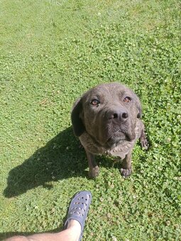 Fenka cane corso x stredoázijský ovčiak - 2